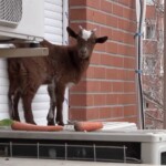 can’t-bleat-this:-firefighters-rescue-goat-from-fifth-floor-widow-ledge-in-hair-raising-video