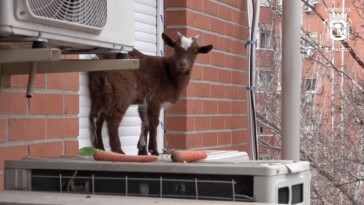 can’t-bleat-this:-firefighters-rescue-goat-from-fifth-floor-widow-ledge-in-hair-raising-video