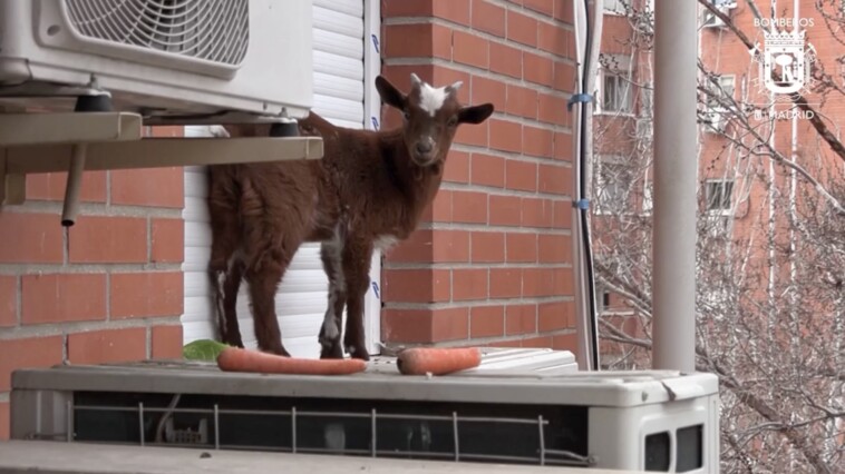 can’t-bleat-this:-firefighters-rescue-goat-from-fifth-floor-widow-ledge-in-hair-raising-video