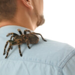 pilot-with-allergy-to-spiders-is-bitten-mid-flight-by-stowaway-tarantula