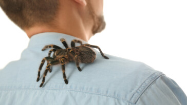 pilot-with-allergy-to-spiders-is-bitten-mid-flight-by-stowaway-tarantula