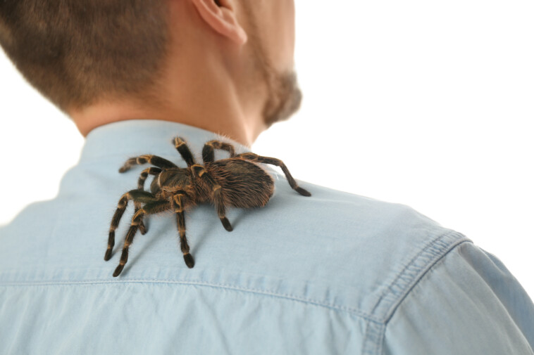 pilot-with-allergy-to-spiders-is-bitten-mid-flight-by-stowaway-tarantula