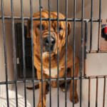 pit-bulls-rescued-from-feces-covered,-foul-smelling-home-on-long-island