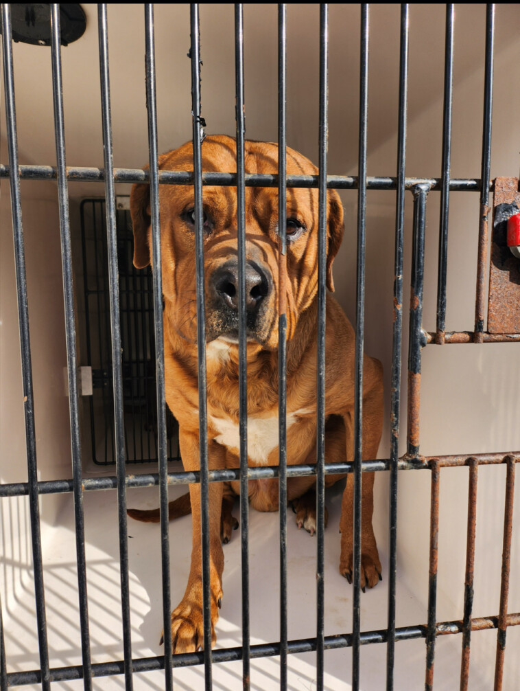 pit-bulls-rescued-from-feces-covered,-foul-smelling-home-on-long-island