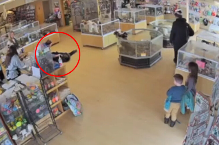 shameless-dog-nappers-fake-a-seizure-to-steal-puppies-from-colorado-pet-store:-video