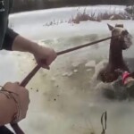 see-it:-new-york-police-save-horse-from-icy-pond-in-dramatic-rescue