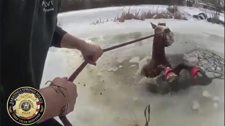 see-it:-new-york-police-save-horse-from-icy-pond-in-dramatic-rescue