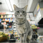 bodega-cat-‘certification’-plan-seeks-vet-care-for-four-legged-deli-workers:-‘most-of-them-are-abused’