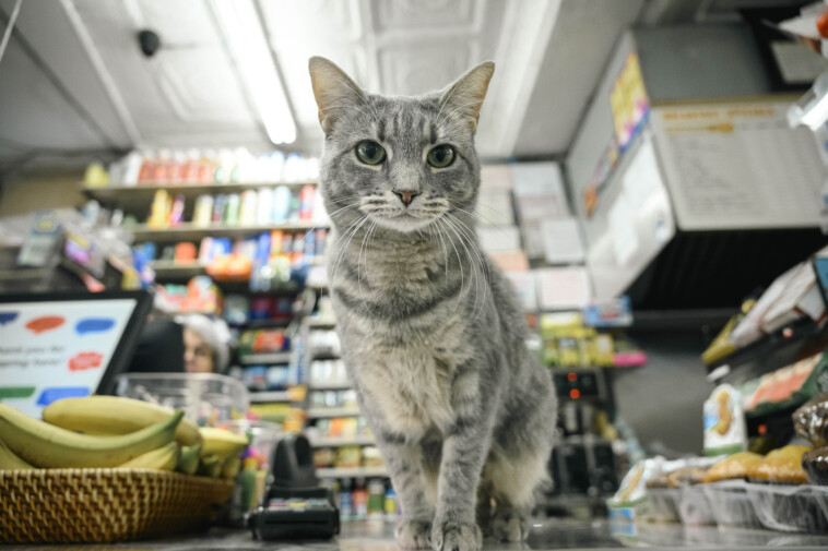 bodega-cat-‘certification’-plan-seeks-vet-care-for-four-legged-deli-workers:-‘most-of-them-are-abused’