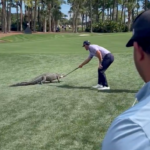 billy-horschel-saves-golf-fans-from-alligator-at-cognizant-classic