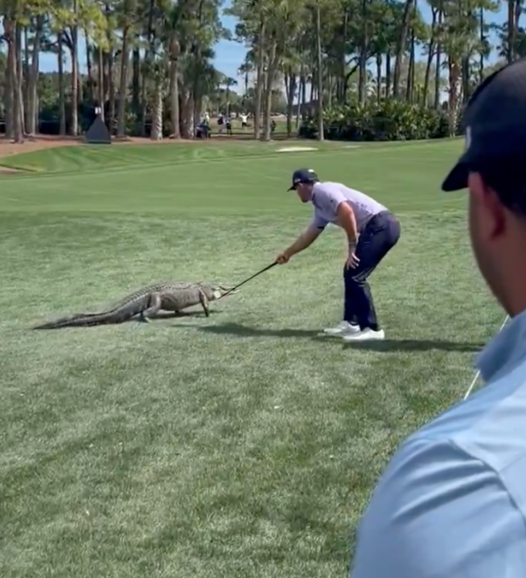 billy-horschel-saves-golf-fans-from-alligator-at-cognizant-classic