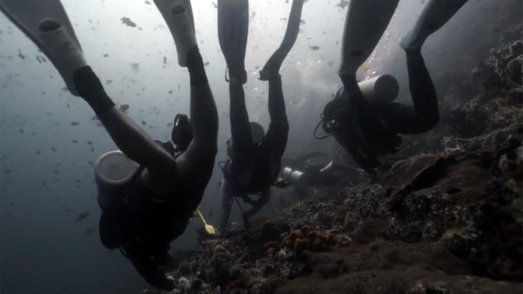 philippines-shark-attack:-2-tourists-killed-at-popular-diving-spot