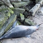 dead-dolphin-washes-up-on-astoria-beach-just-days-after-pair-dazzled-in-east-river