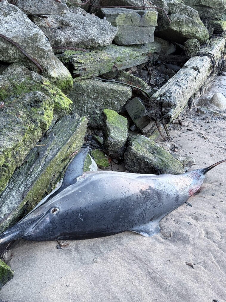 dead-dolphin-washes-up-on-astoria-beach-just-days-after-pair-dazzled-in-east-river