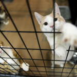 new-jersey-cat-euthanized-after-contracting-bird-flu-in-first-known-feline-case-in-state