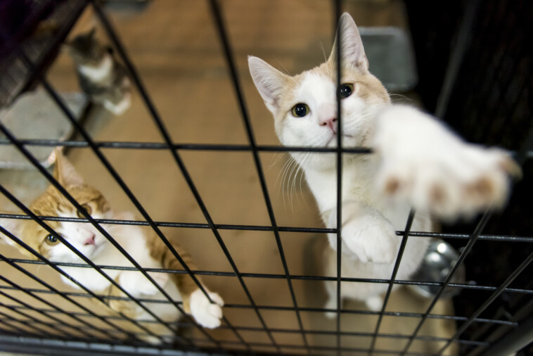 new-jersey-cat-euthanized-after-contracting-bird-flu-in-first-known-feline-case-in-state