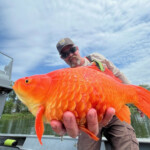 ‘megalodon’-goldfish-went-from-‘cute-to-brute’-in-pennsylvania-waterway