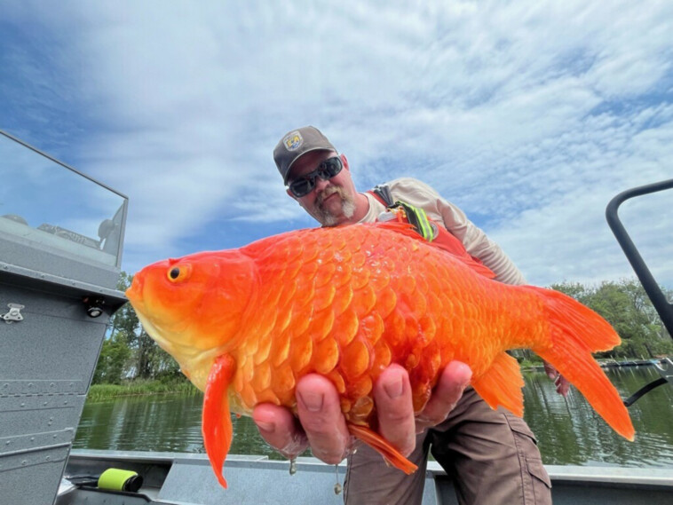 ‘megalodon’-goldfish-went-from-‘cute-to-brute’-in-pennsylvania-waterway