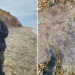 ancient-dinosaur-footprint-dating-back-100-million-years-discovered-near-coastal-town