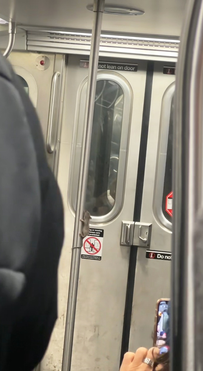 ‘diva’-rat-puts-on-raunchy-pole-performance-on-nyc-subway