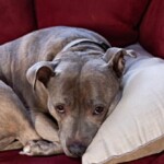 tennessee:-pit-bull-accidentally-shoots-its-sleeping-owner