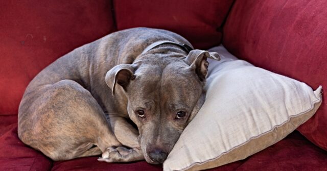 tennessee:-pit-bull-accidentally-shoots-its-sleeping-owner