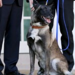 trump-honors-heroic-working-dogs-on-k-9-veterans-day