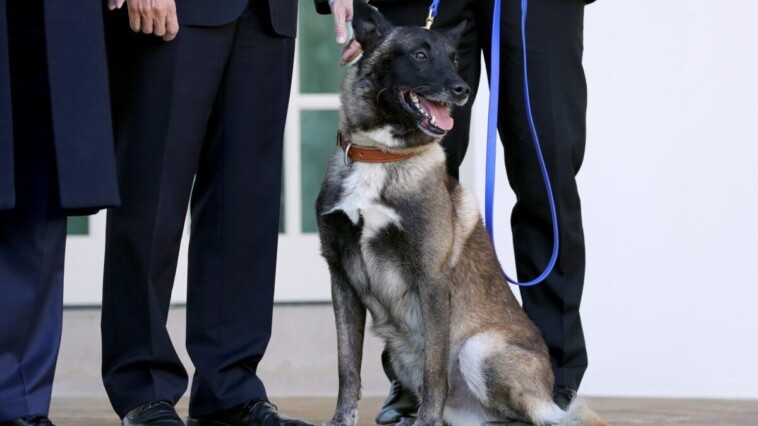 trump-honors-heroic-working-dogs-on-k-9-veterans-day