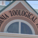 virginia-zoo-with-no-gorillas-in-custody-forced-to-deny-rumors-of-escaped-gorilla