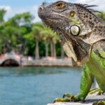 americans-should-eat-more-of-these-invasive-animals,-say-experts
