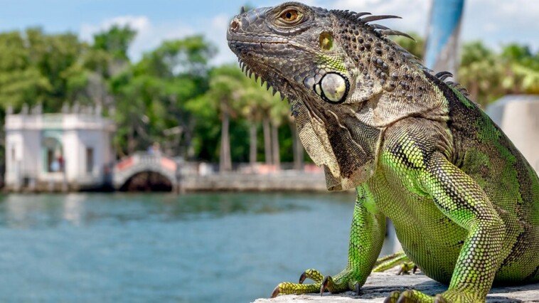 americans-should-eat-more-of-these-invasive-animals,-say-experts