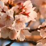 if-you-visit-washington-dc’s-cherry-trees,-never-pick-a-blossom