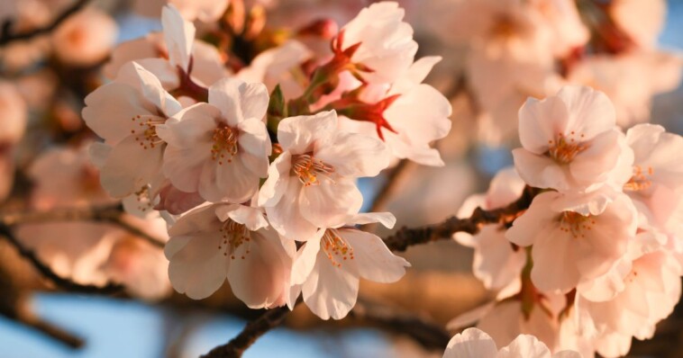 if-you-visit-washington-dc’s-cherry-trees,-never-pick-a-blossom
