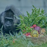 world’s-oldest-gorilla-in-a-zoo-celebrates-68th-birthday