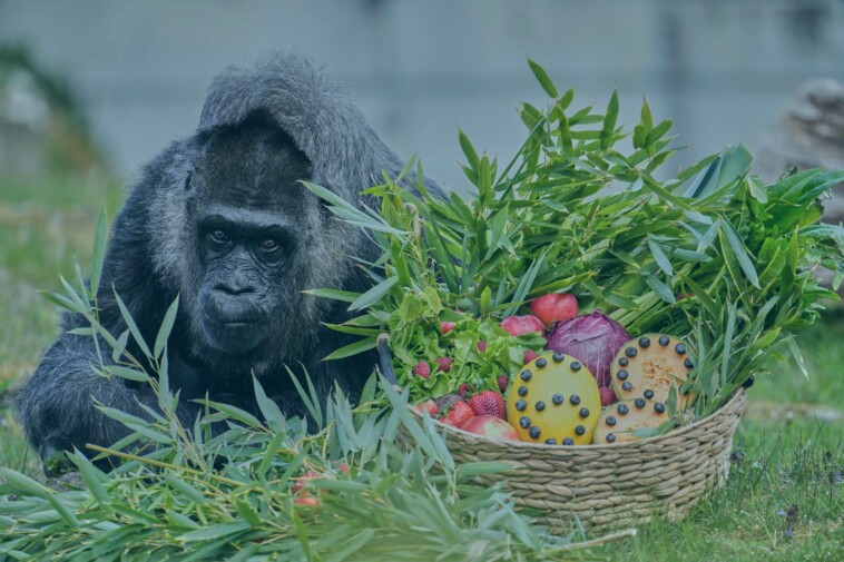 world’s-oldest-gorilla-in-a-zoo-celebrates-68th-birthday