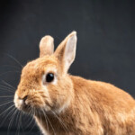 trump-epa-to-prioritize-banning-animal-testing