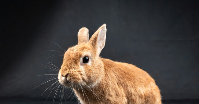 trump-epa-to-prioritize-banning-animal-testing