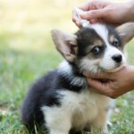 prepare-your-pets-for-warmer-weather-with-these-flea,-tick-and-allergy-medications