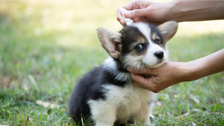 prepare-your-pets-for-warmer-weather-with-these-flea,-tick-and-allergy-medications