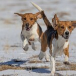 fda’s-move-to-phase-out-animal-testing-hailed-as-victory-for-white-coat-waste-project