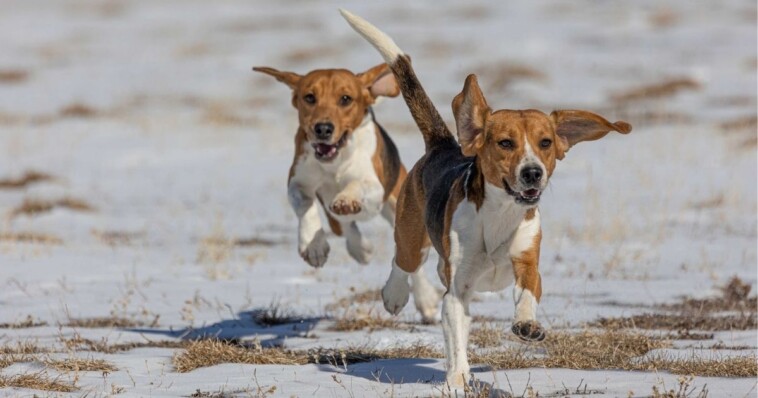 fda’s-move-to-phase-out-animal-testing-hailed-as-victory-for-white-coat-waste-project
