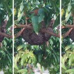 must-see-video:-honeybees-‘shimmering’-to-warn-off-danger-shows-god’s-incredible-design
