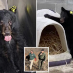 new-york-wildlife-rescue-busy-caring-for-orphaned-black-bears:-‘miracle-they-survived’