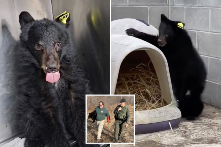 new-york-wildlife-rescue-busy-caring-for-orphaned-black-bears:-‘miracle-they-survived’