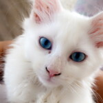 cat-rescued-after-nine-days-stuck-in-tree:-‘it-was-so-overwhelming’