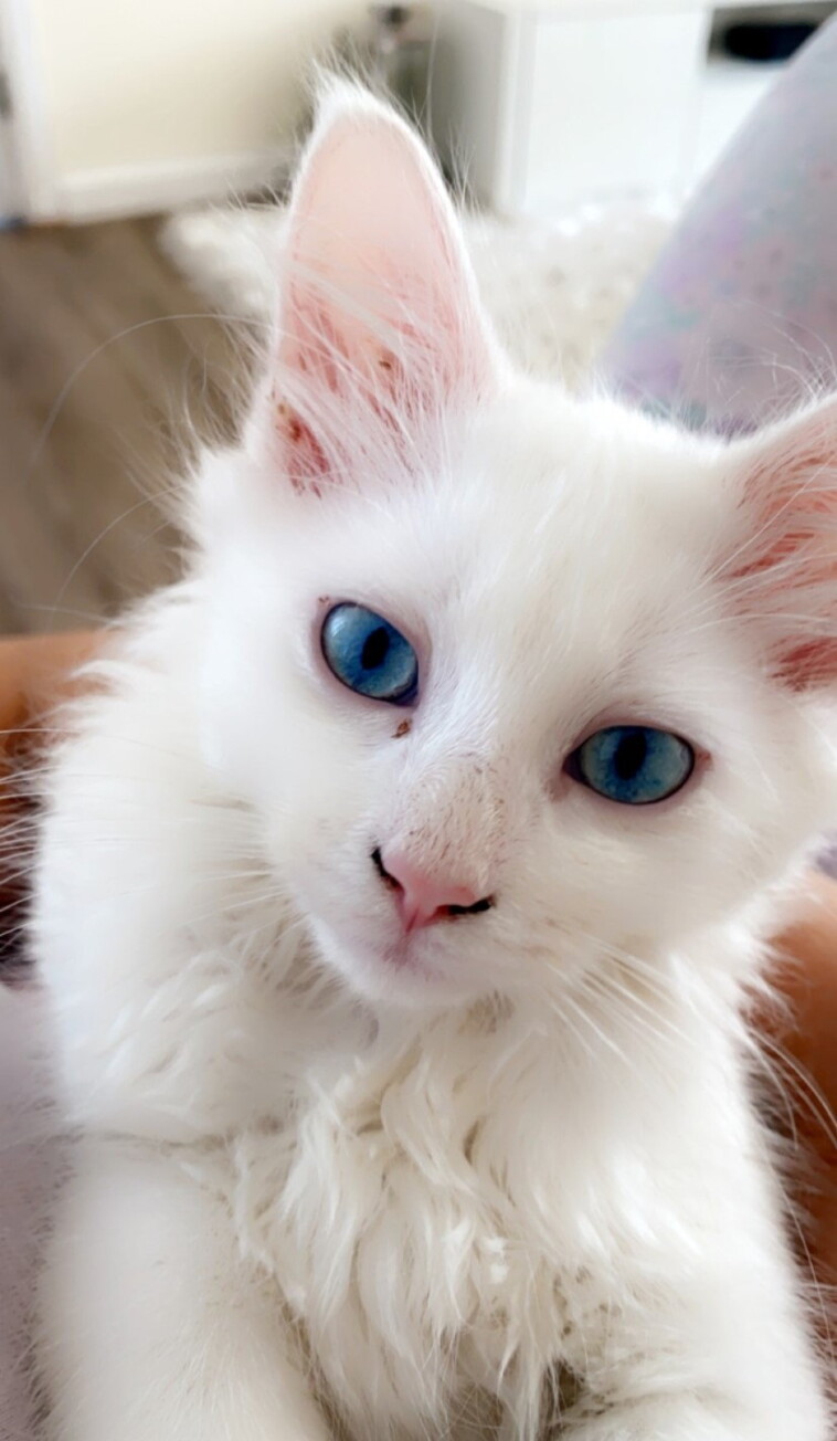 cat-rescued-after-nine-days-stuck-in-tree:-‘it-was-so-overwhelming’