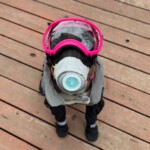 alaskans-buy-protective-gear-for-pets-as-volcano-eruption-looms