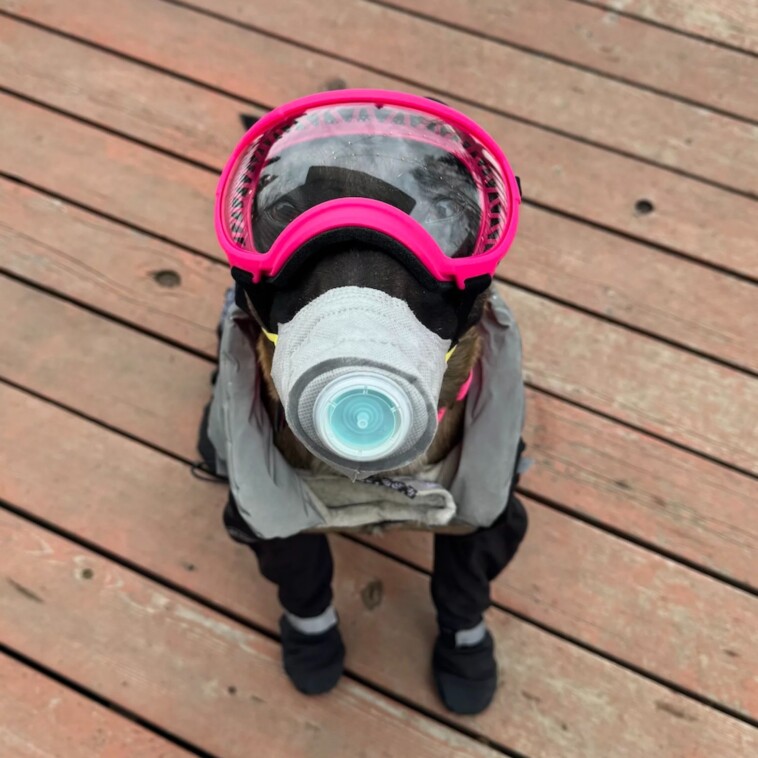 alaskans-buy-protective-gear-for-pets-as-volcano-eruption-looms
