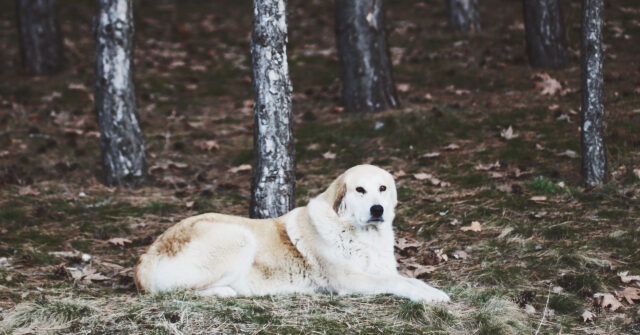 video:-arizona-ranch-dog-guides-missing-toddler-to-safety-after-night-in-mountain-lion-territory