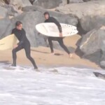 aggressive-sea-lion-attacks-beachgoers-in-southern-california,-video-shows